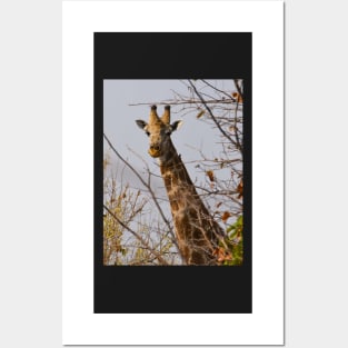 Young curious giraffe in Botswana Posters and Art